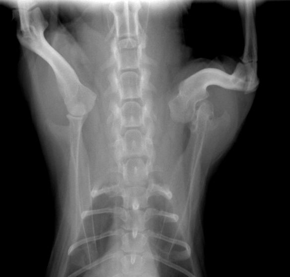 先天性肩関節脱臼 東京都町田市の二次診療動物病院 オールハート動物リファーラルセンター