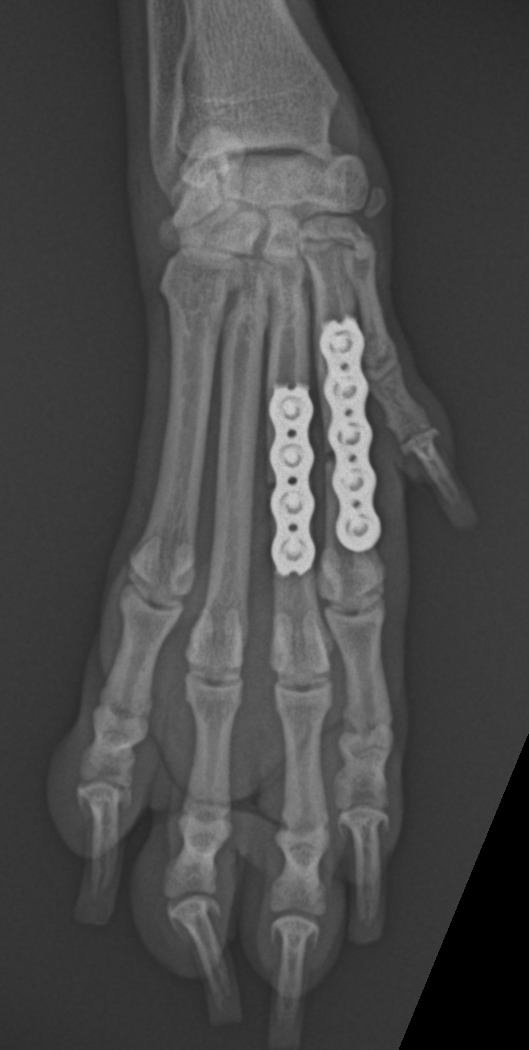 中手骨骨折 東京都町田市の二次診療動物病院 オールハート動物リファーラルセンター