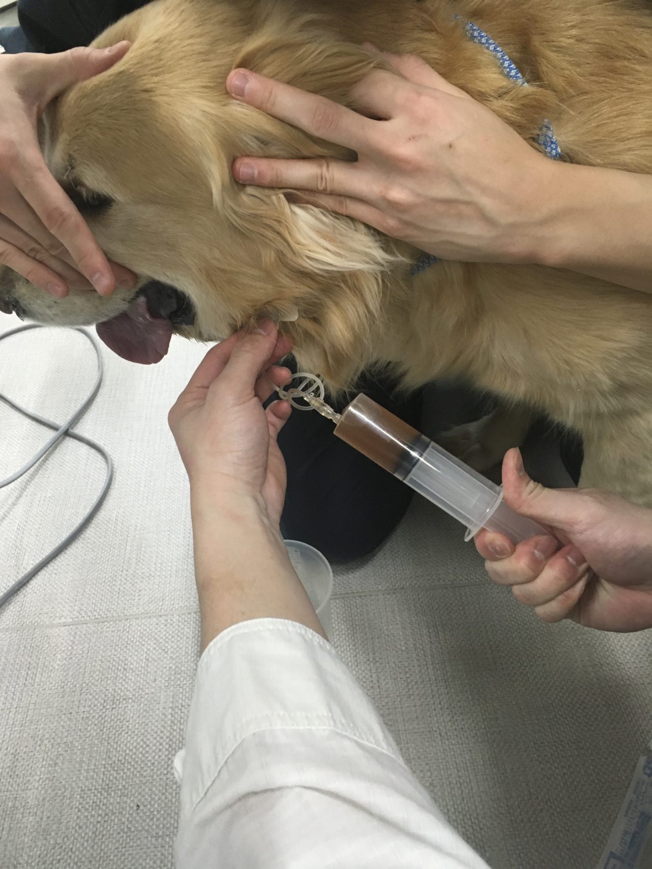 呼吸困難を起こした唾液瘤 東京都町田市の二次診療動物病院 オールハート動物リファーラルセンター