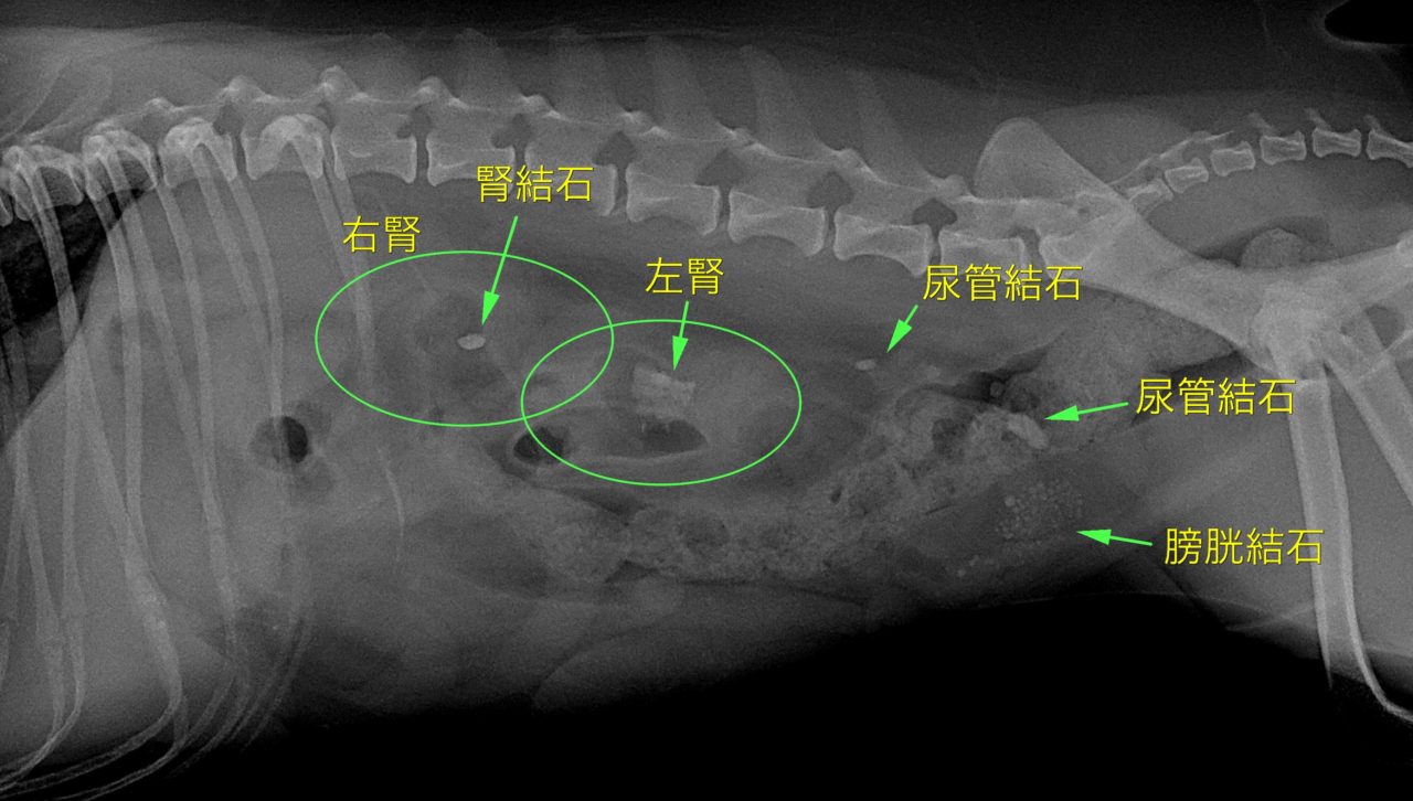 犬の尿管結石に対する結石摘除｜東京都町田市の二次診療動物病院 