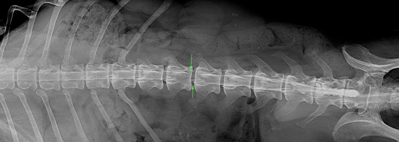 高齢犬の椎間板ヘルニア G4 東京都町田市の二次診療動物病院 オールハート動物リファーラルセンター