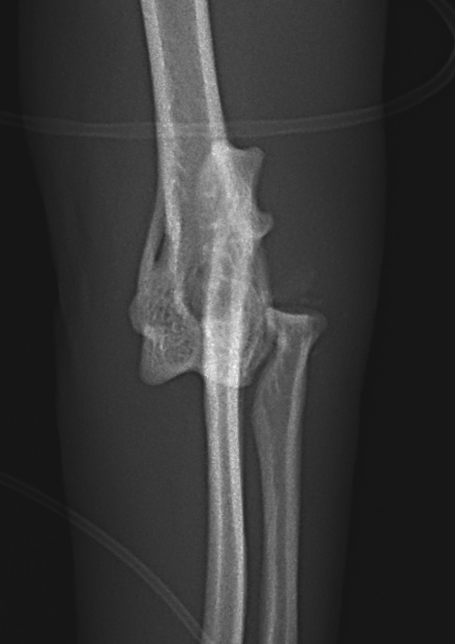 マルチプル靭帯損傷による肘関節脱臼 東京都町田市の二次診療動物病院 オールハート動物リファーラルセンター
